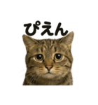 リアルなキジトラ猫の日常感情表現日記（個別スタンプ：1）