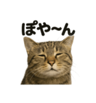 リアルなキジトラ猫の日常感情表現日記（個別スタンプ：2）