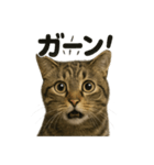 リアルなキジトラ猫の日常感情表現日記（個別スタンプ：3）