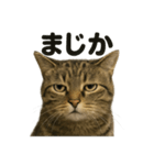 リアルなキジトラ猫の日常感情表現日記（個別スタンプ：4）