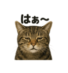 リアルなキジトラ猫の日常感情表現日記（個別スタンプ：5）
