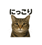 リアルなキジトラ猫の日常感情表現日記（個別スタンプ：7）