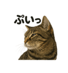 リアルなキジトラ猫の日常感情表現日記（個別スタンプ：8）