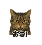 リアルなキジトラ猫の日常感情表現日記（個別スタンプ：9）
