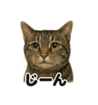リアルなキジトラ猫の日常感情表現日記（個別スタンプ：10）