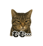 リアルなキジトラ猫の日常感情表現日記（個別スタンプ：11）