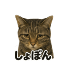 リアルなキジトラ猫の日常感情表現日記（個別スタンプ：12）