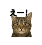 リアルなキジトラ猫の日常感情表現日記（個別スタンプ：14）
