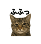 リアルなキジトラ猫の日常感情表現日記（個別スタンプ：16）