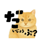 【しずかに寄り添う】リアルねこのことば（個別スタンプ：1）