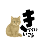 【しずかに寄り添う】リアルねこのことば（個別スタンプ：2）