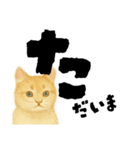 【しずかに寄り添う】リアルねこのことば（個別スタンプ：5）