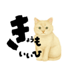 【しずかに寄り添う】リアルねこのことば（個別スタンプ：21）