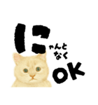 【しずかに寄り添う】リアルねこのことば（個別スタンプ：26）