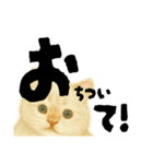 【しずかに寄り添う】リアルねこのことば（個別スタンプ：30）