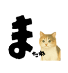 【しずかに寄り添う】リアルねこのことば（個別スタンプ：38）