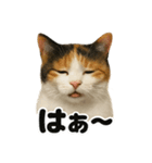リアルな三毛猫の日常感情表現日記ライン（個別スタンプ：5）