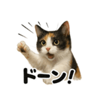 リアルな三毛猫の日常感情表現日記ライン（個別スタンプ：6）