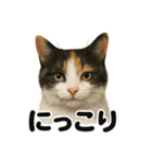 リアルな三毛猫の日常感情表現日記ライン（個別スタンプ：7）