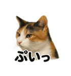 リアルな三毛猫の日常感情表現日記ライン（個別スタンプ：8）