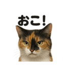 リアルな三毛猫の日常感情表現日記ライン（個別スタンプ：9）