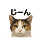 リアルな三毛猫の日常感情表現日記ライン（個別スタンプ：10）