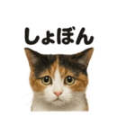 リアルな三毛猫の日常感情表現日記ライン（個別スタンプ：11）