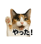 リアルな三毛猫の日常感情表現日記ライン（個別スタンプ：12）