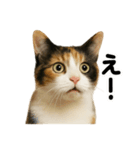 リアルな三毛猫の日常感情表現日記ライン（個別スタンプ：13）