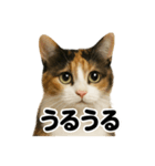 リアルな三毛猫の日常感情表現日記ライン（個別スタンプ：15）