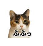 リアルな三毛猫の日常感情表現日記ライン（個別スタンプ：16）
