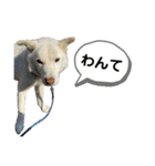 ぽろ（5）-2（個別スタンプ：1）