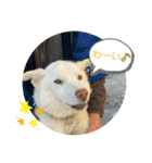 ぽろ（5）-2（個別スタンプ：4）