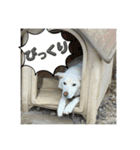 ぽろ（5）-2（個別スタンプ：9）