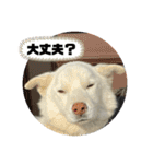 ぽろ（5）-2（個別スタンプ：10）