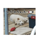ぽろ（5）-2（個別スタンプ：13）