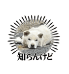 ぽろ（5）-2（個別スタンプ：15）