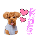 柳瀬家のメイちゃん（個別スタンプ：1）