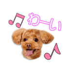 柳瀬家のメイちゃん（個別スタンプ：6）