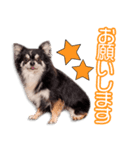 森山家のあもーるちゃん（個別スタンプ：2）