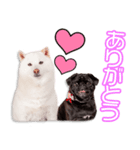 内田家のツム＆小雪ちゃん（個別スタンプ：1）