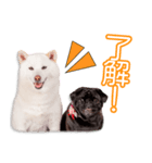 内田家のツム＆小雪ちゃん（個別スタンプ：5）