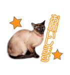 藤波家のビルスちゃん（個別スタンプ：2）