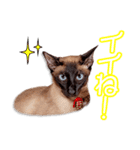 藤波家のビルスちゃん（個別スタンプ：3）