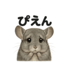 リアルなチンチラの日常感情日記ライン（個別スタンプ：1）