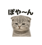 リアルなスコティッシュホールド日常感情（個別スタンプ：2）