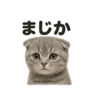 リアルなスコティッシュホールド日常感情（個別スタンプ：3）
