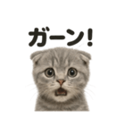 リアルなスコティッシュホールド日常感情（個別スタンプ：4）