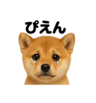 リアルな芝犬の日常感情日記ラインスタンプ（個別スタンプ：1）
