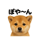 リアルな芝犬の日常感情日記ラインスタンプ（個別スタンプ：2）